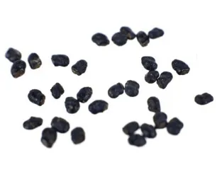 Peyote Decipiens 20 seeds (STRONGER THAN WILLIAMSII)